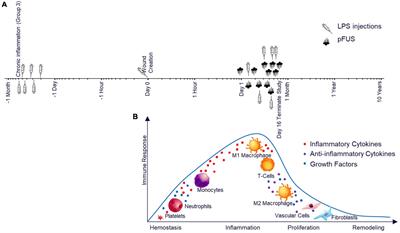 Accelerating cutaneous healing in a rodent model of type II diabetes utilizing non-invasive focused ultrasound targeted at the spleen